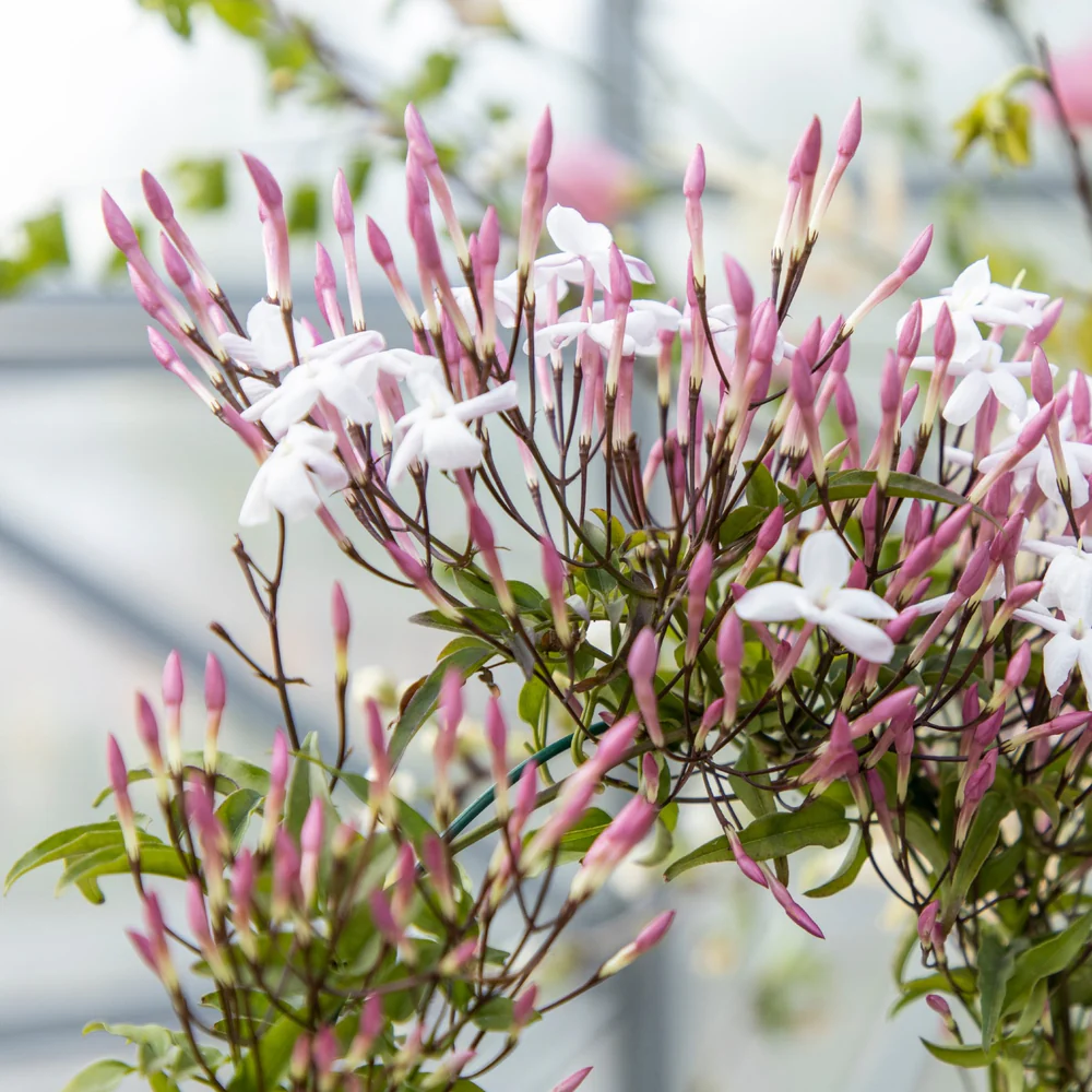 Carolina Herrera Good Girl Blush Fragrance Notes